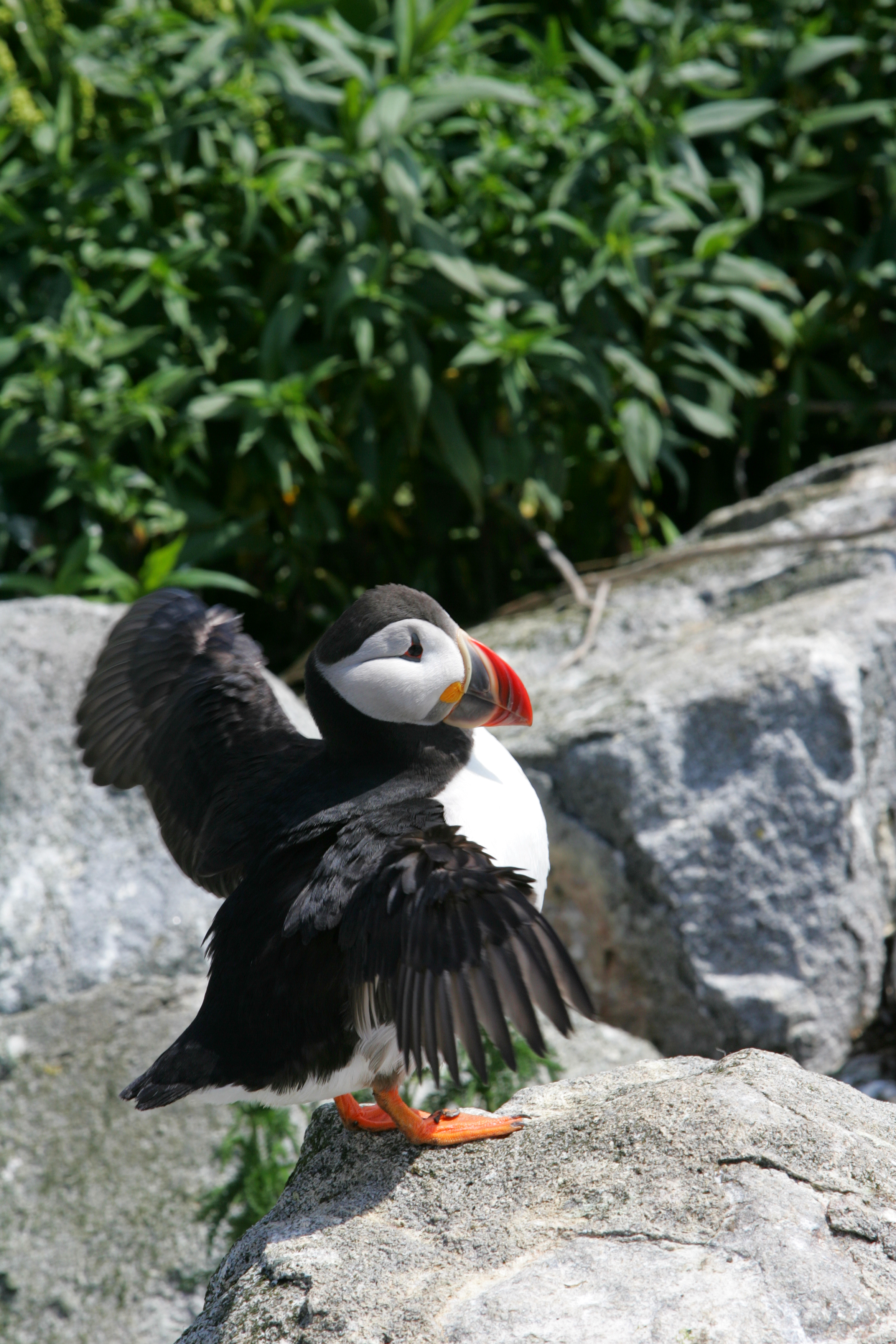Puffins in Maine
